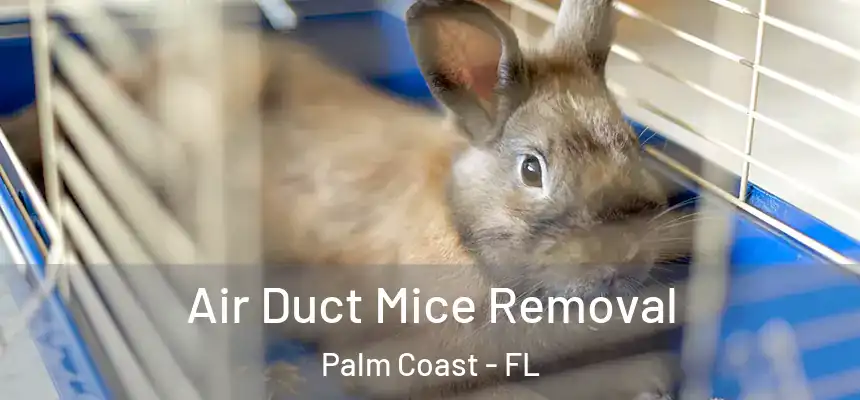  Air Duct Mice Removal Palm Coast - FL