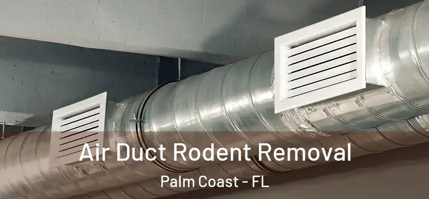  Air Duct Rodent Removal Palm Coast - FL