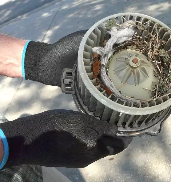 About Air Duct Rat Removal in Palm Coast, FL